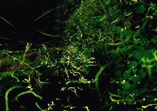 戸草・芋川用水のホタルの写真