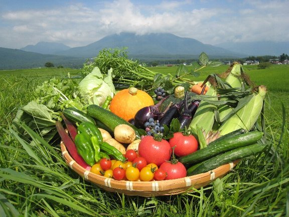 新鮮な野菜の画像