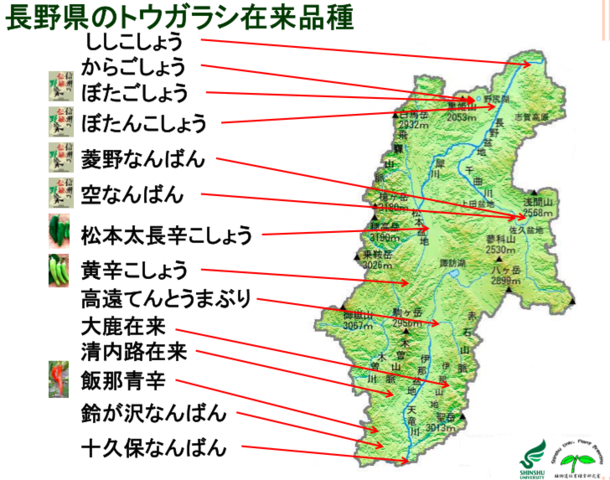 長野県のトウガラシ在来品種