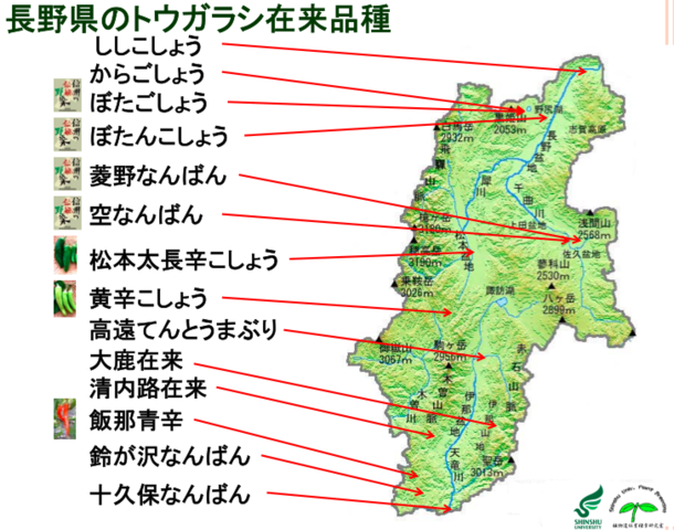 信州の伝統野菜 ぼたごしょう について 信濃町