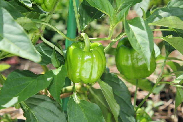 信州の伝統野菜「ぼたごしょう」について